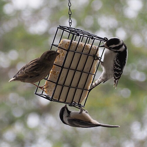 Foto: Nosferattus, CC0 Talgholder og meiseboller