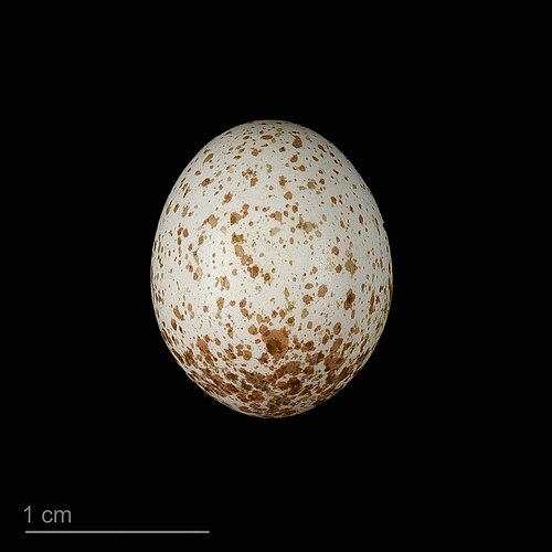 Egg eller reir av blåmeis