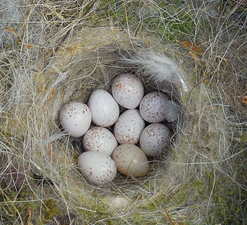 Egg eller reir av blåmeis