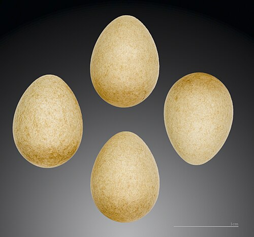 Egg eller reir av fuglekonge