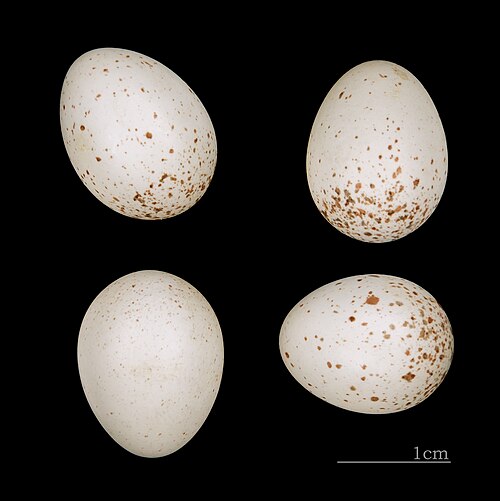Egg eller reir av gjerdesmett