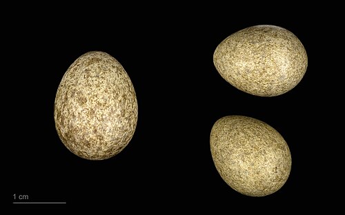Egg eller reir av gjøk