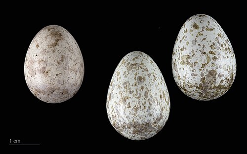Egg eller reir av gjøk