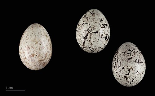 Egg eller reir av gjøk