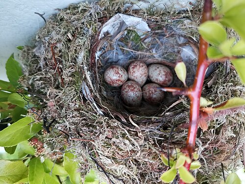 Egg eller reir av gråfluesnapper