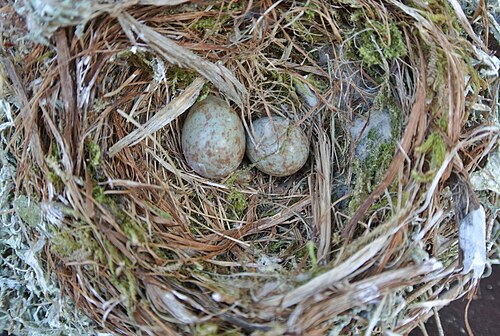 Egg eller reir av gråfluesnapper
