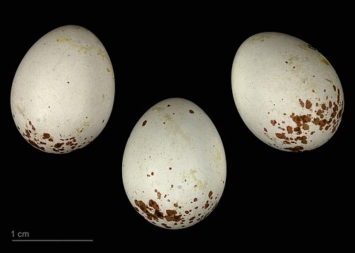 Egg eller reir av granmeis