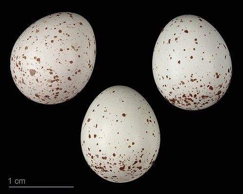 Egg eller reir av granmeis