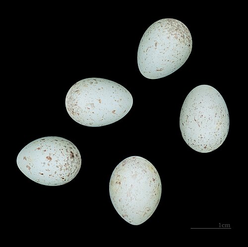Egg eller reir av gråsisik