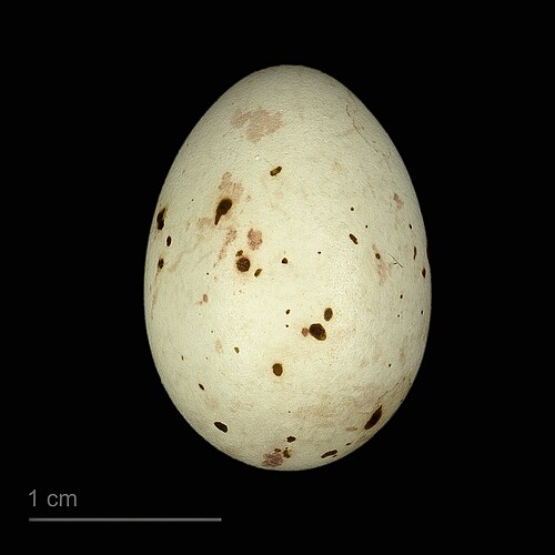 Egg eller reir av grønnfink