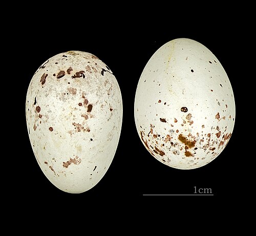 Egg eller reir av grønnfink