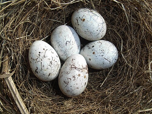 Egg eller reir av gulspurv