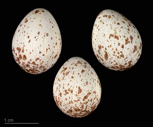 Egg eller reir av kjøttmeis