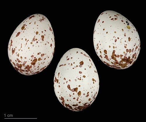 Egg eller reir av kjøttmeis
