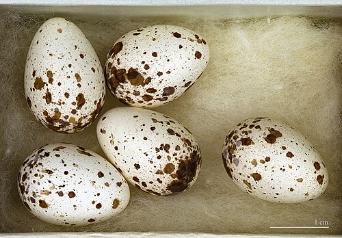 Egg eller reir av låvesvale