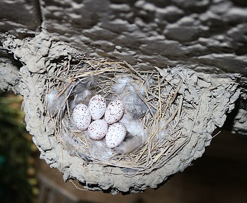Egg eller reir av låvesvale
