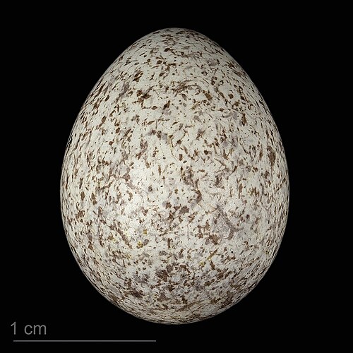 Egg eller reir av linerle