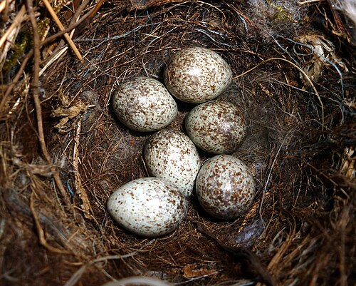Egg eller reir av linerle
