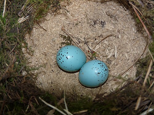Egg eller reir av måltrost