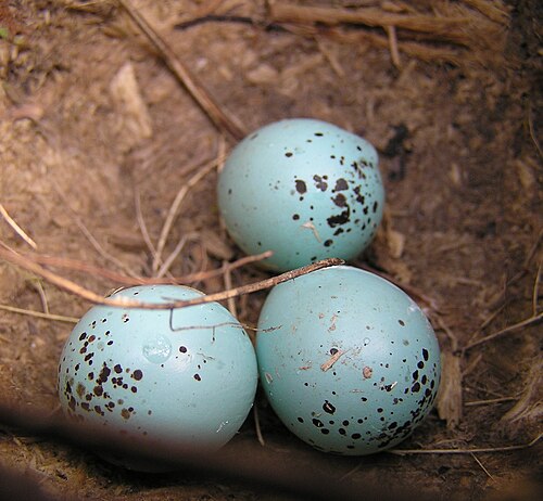 Egg eller reir av måltrost