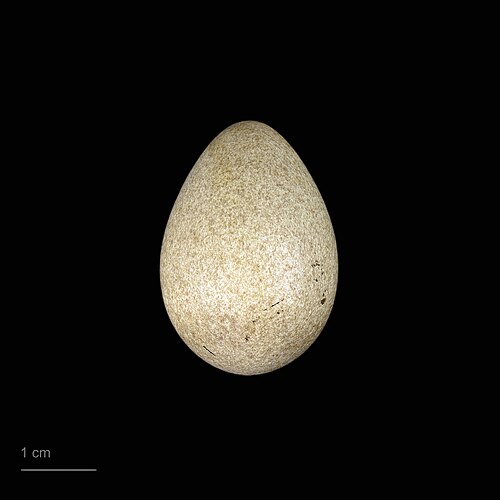 Egg eller reir av nøtteskrike