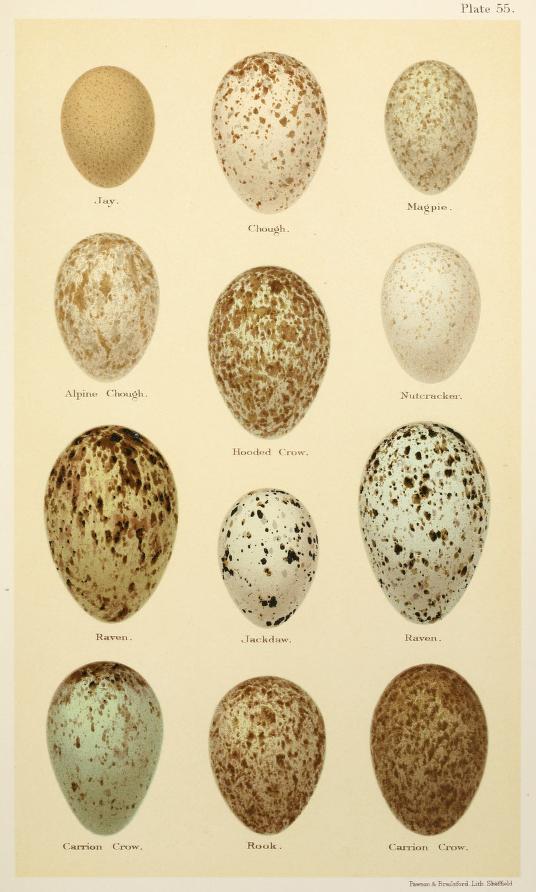 Egg eller reir av nøtteskrike