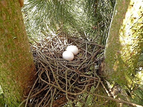 Egg eller reir av ringdue