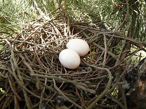 Egg eller reir av ringdue