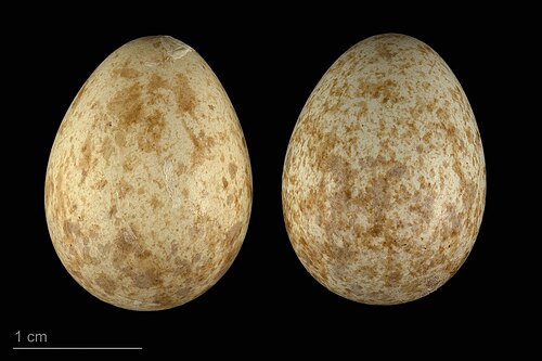 Egg eller reir av rødstrupe