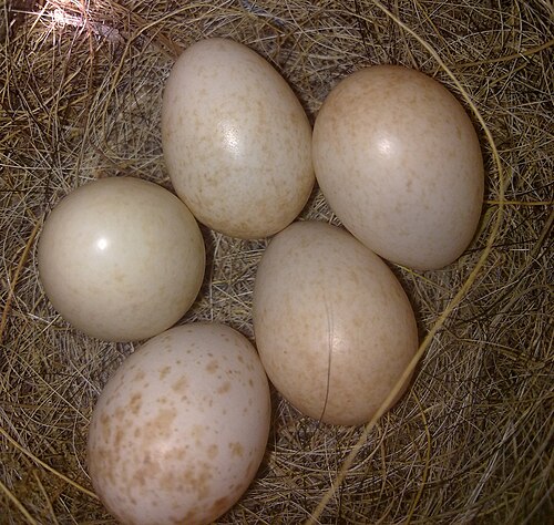 Egg eller reir av rødstrupe