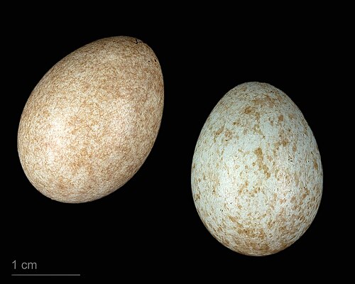 Egg eller reir av rødvingetrost