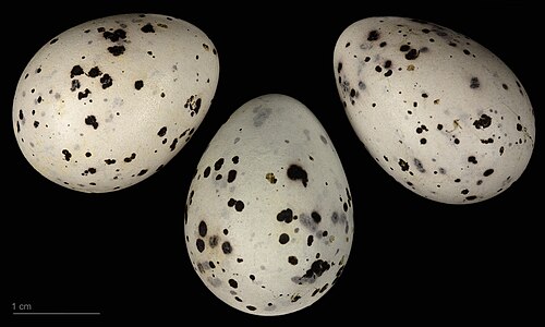 Egg eller reir av sidensvans
