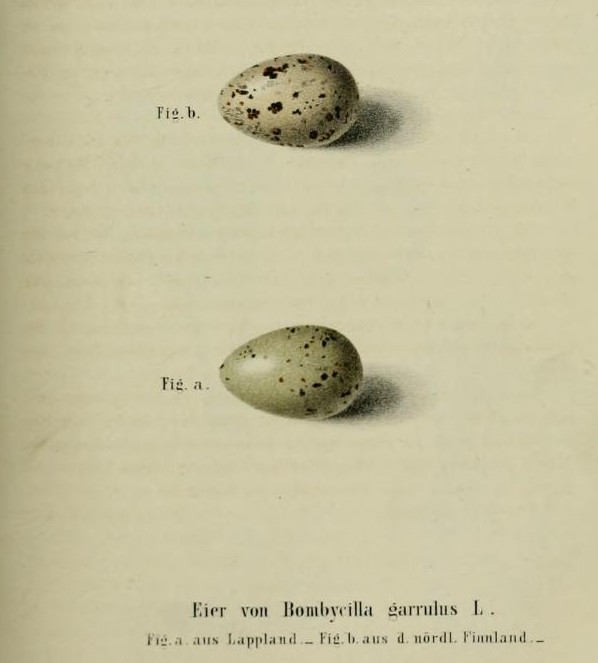 Egg eller reir av sidensvans