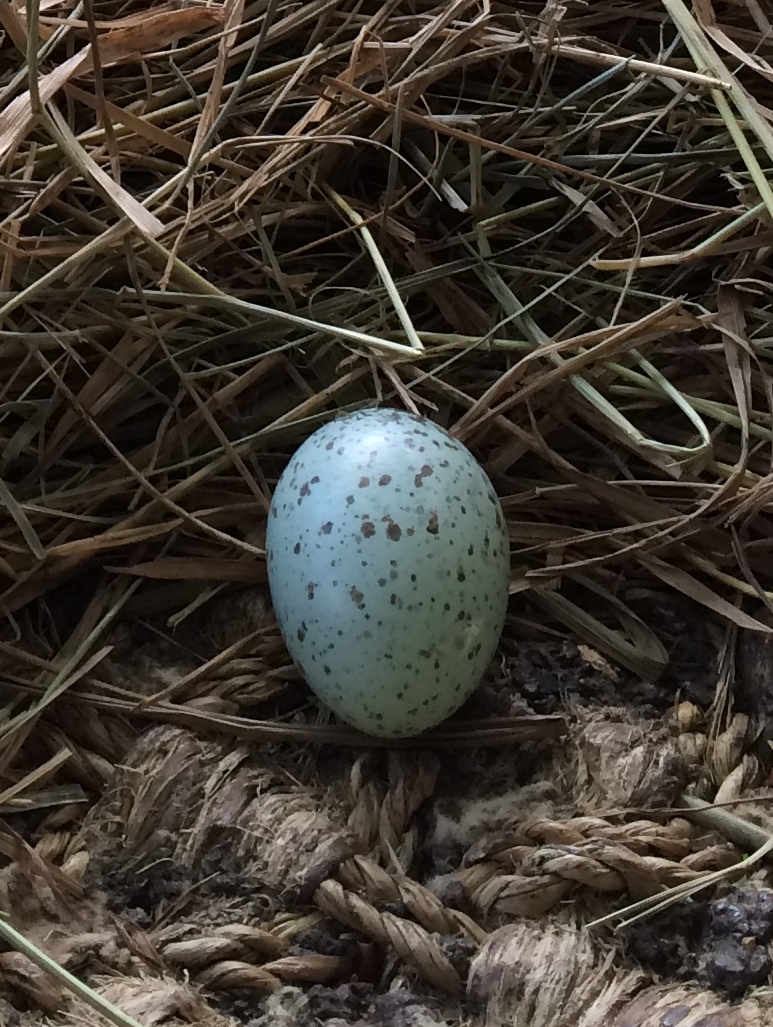 Egg eller reir av skjære