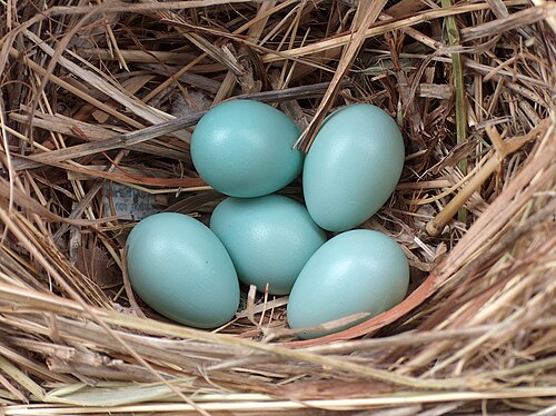 Egg eller reir av stær