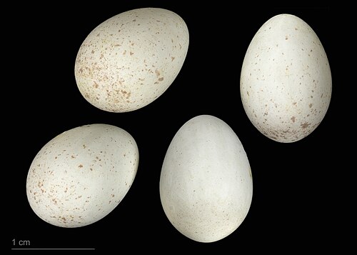 Egg eller reir av stjertmeis
