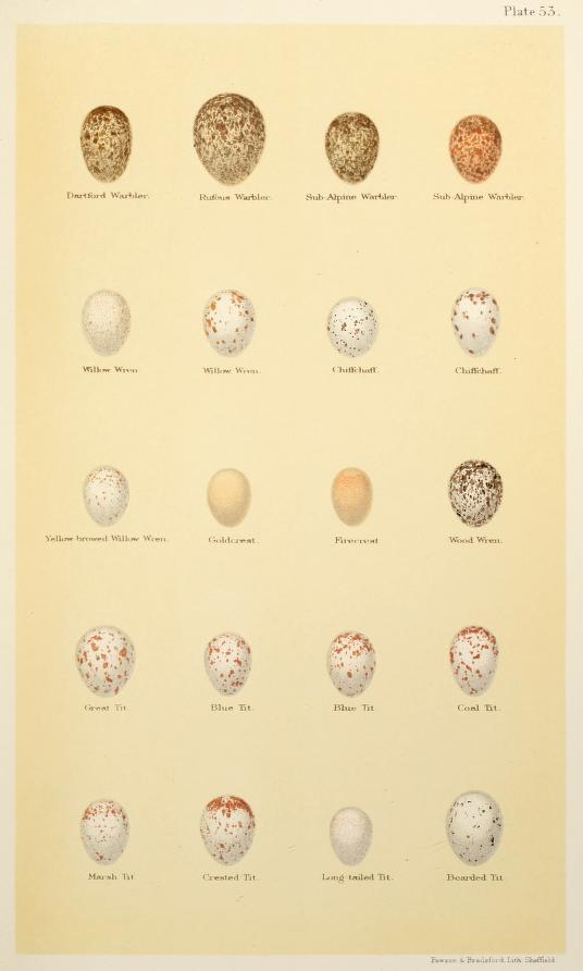 Egg eller reir av stjertmeis