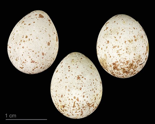 Egg eller reir av svartmeis