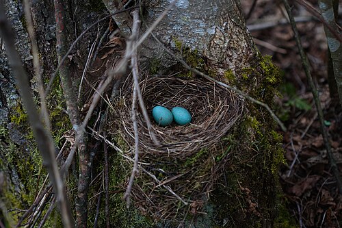 Egg eller reir av svarttrost