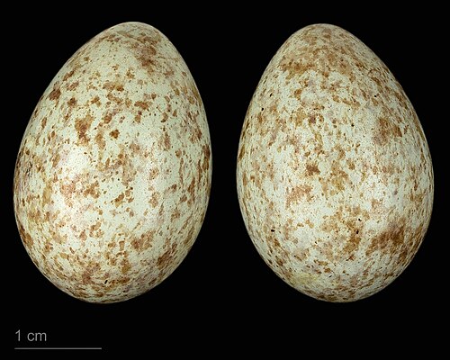 Egg eller reir av svarttrost