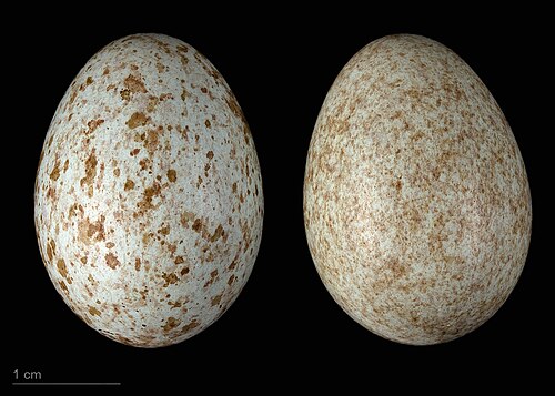 Egg eller reir av svarttrost