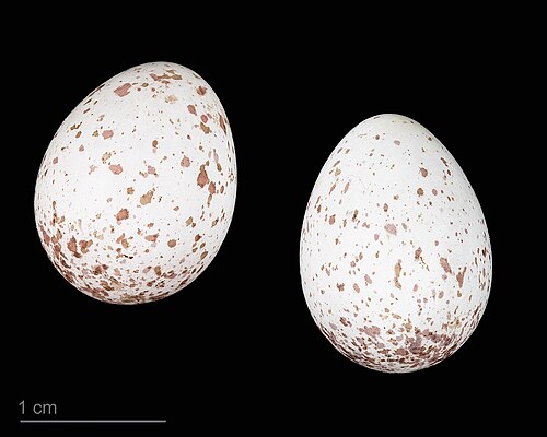 Egg eller reir av toppmeis