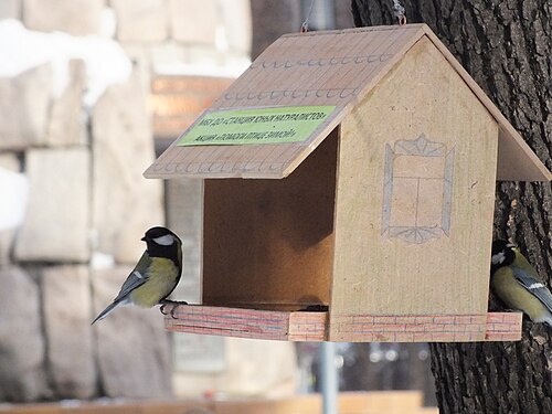 Parus major 107715368