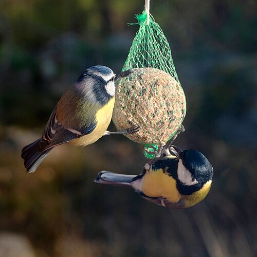 Eurasian blue tit and great tit on a suet ball in Brastad