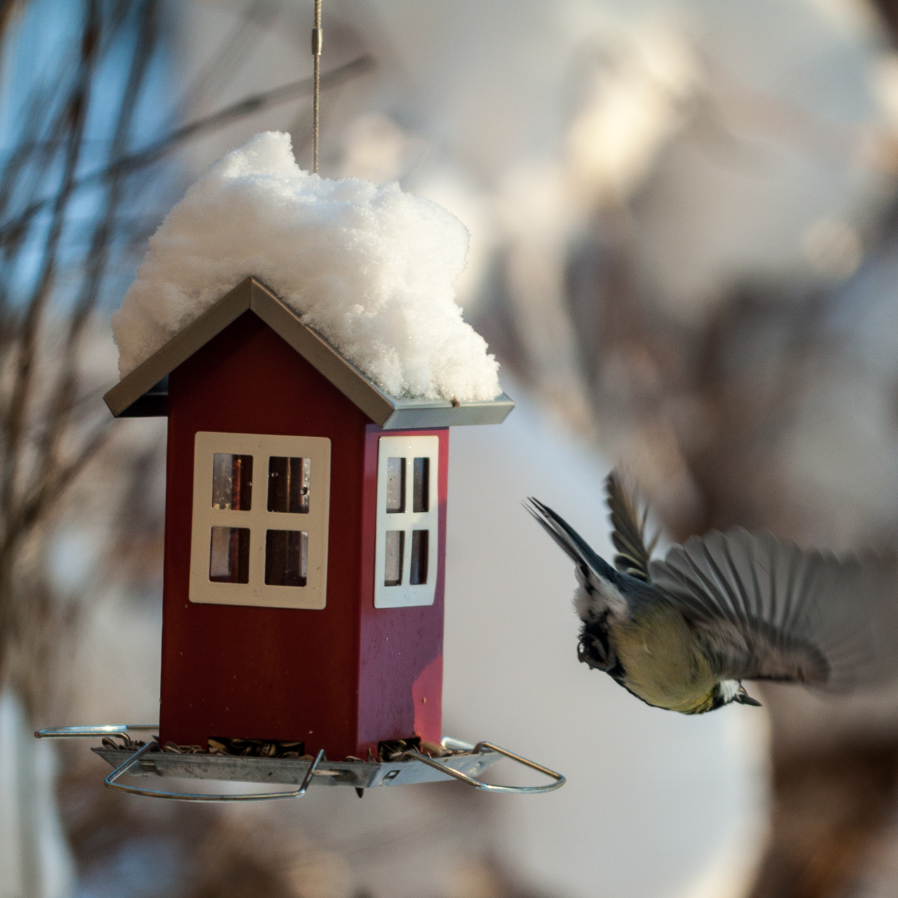 Birdie bird fly fly (8261151877)