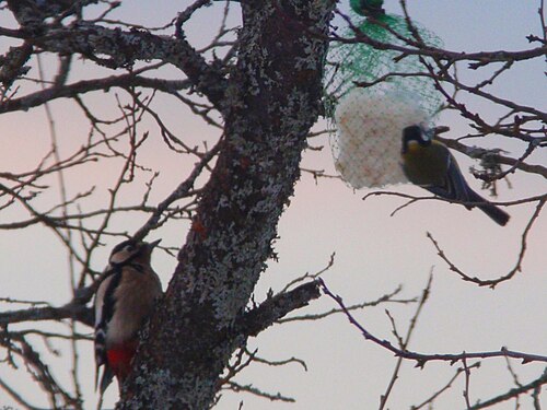 Bird woodpecker Rogi ( Skrad ) - panoramio