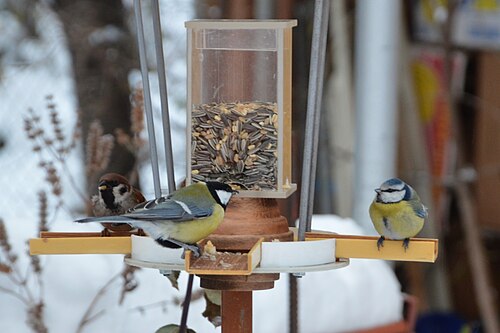 Birds at a birdfeeder in Botevgrad, Bulgaria 03