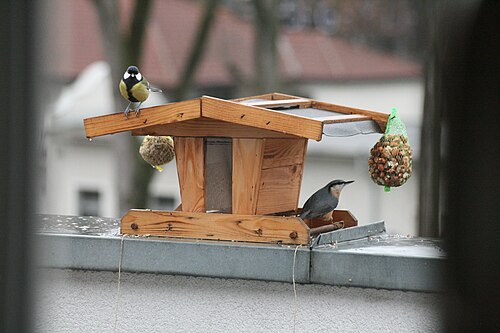 Kohlmeise Kleiber 010