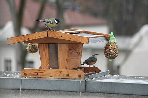 Kohlmeise Kleiber 019