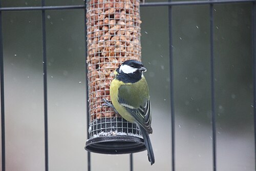 Great tit (Parus major) in bird feeder eating peanuts